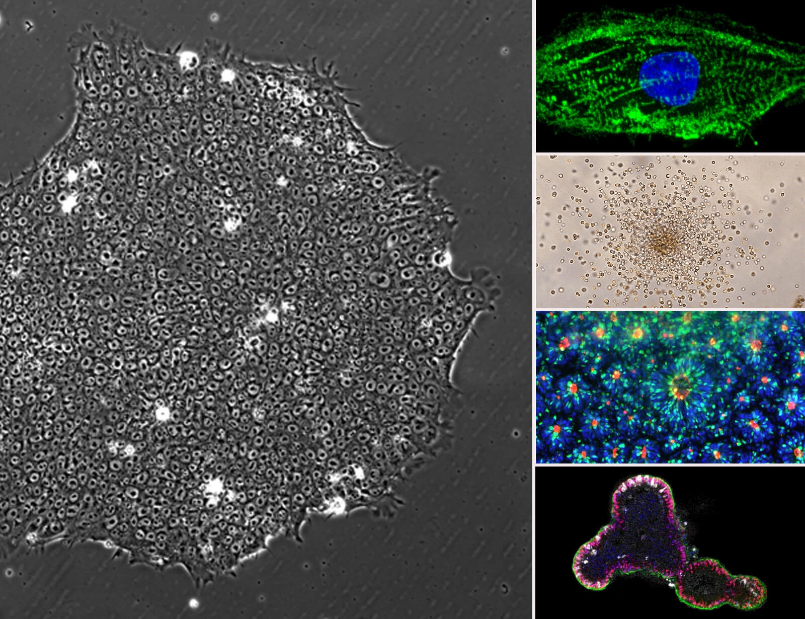 Pluripotent Stem Cell Training