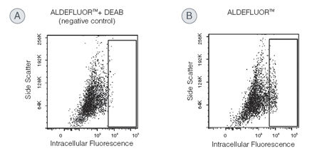 Identification of ALDHbr Cells from human mammary epithelial samples