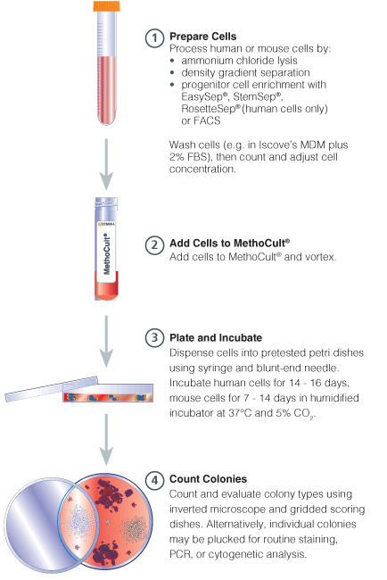 Procedure summary for hematopoietic CFC Assays