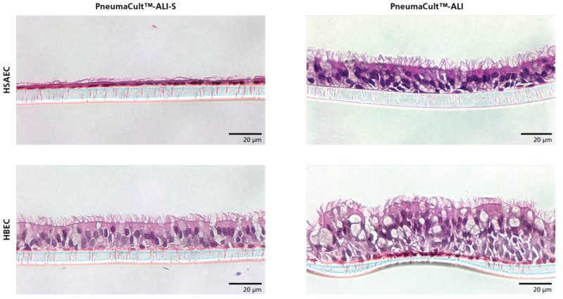 HSAEC cultured in PneumaCult™-ALI-S differentiate to form a thin, cuboidal epithelium representative of the small airway.