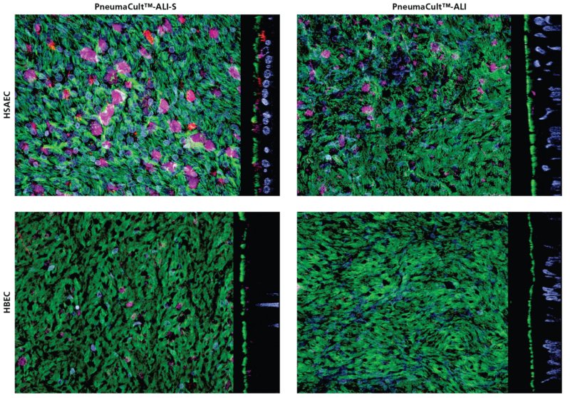 Small airway epithelium markers, SCGB1A1, SCGB3A2, were detected in HSAEC cultured in PneumaCult™-ALI-S Medium.