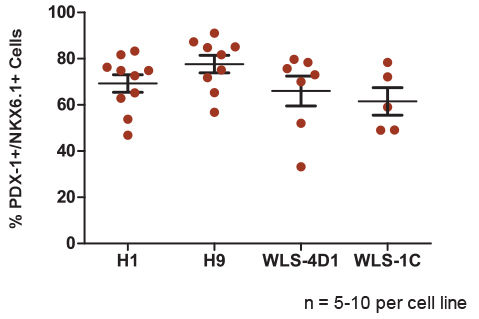 B. The STEMdiff™ Pancreatic Progenitor Kit Functions Efficiently Across Multiple hPSC Lines