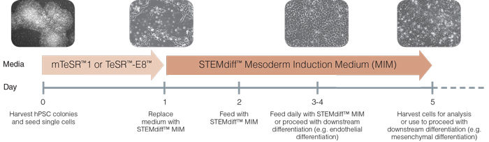 Schematic of Mesoderm Induction Medium Differentiation Timeline