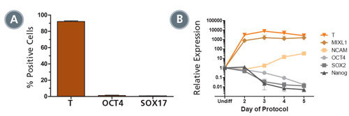 STEMdiff™ MIM Generates a Homogenous Population of T + OCT4 - Early Mesoderm