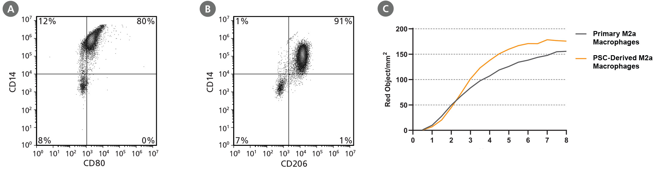 Characterization and Phagocytosis Analysis of Macrophages