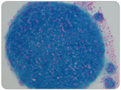 Mouse MSCs Cultured in MesenCult™-ACF Chondrogenic Differentiation Medium Differentiate to Chondrocytes