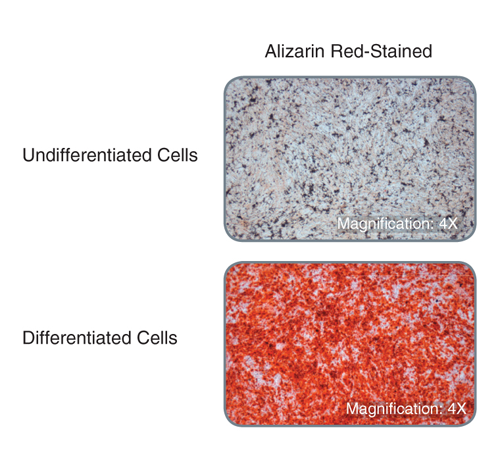 Compact bone-derived MSCs display robust bone matrix deposition following treatment with MesenCult™ Osteogenic Stimulatory Kit (Mouse) as demonstrated by Alizarin Red-staining