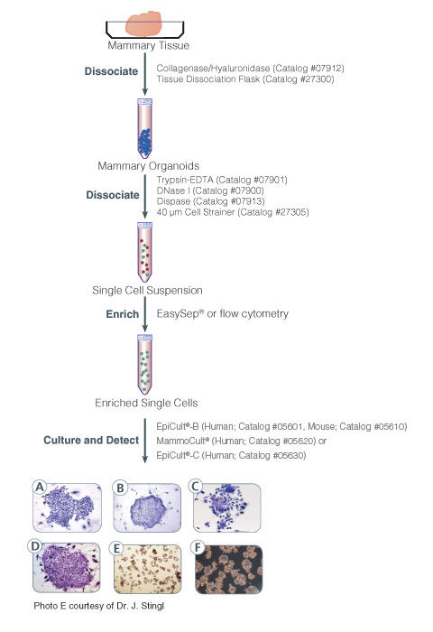 Protocol for isolation and identification of human and mouse mammary epithelial progenitor cells