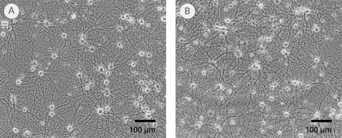 Primary Neuronal Cultures Matured in BrainPhys™ Neuronal Medium Have Greater Numbers of Neurons