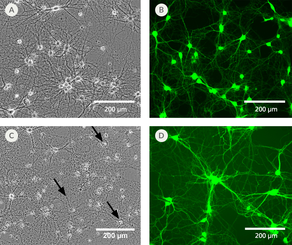 Culturing neurons in BrainPhys™ Imaging Optimized Medium reduces phototoxicity after blue light exposure and autofluorescence at a mean emission of 525 nm