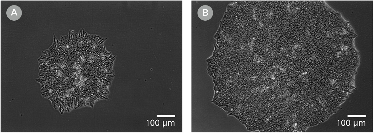 Cell images of human ES colonies plated in mTeSR™1 and mTeSR™ Plus and supplemented with CloneR™ on CellAdhere™ Vitronectin™ XF™-coated plates.