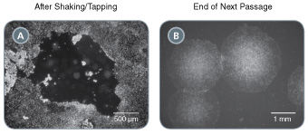 Select Putative iPS Cell Clones