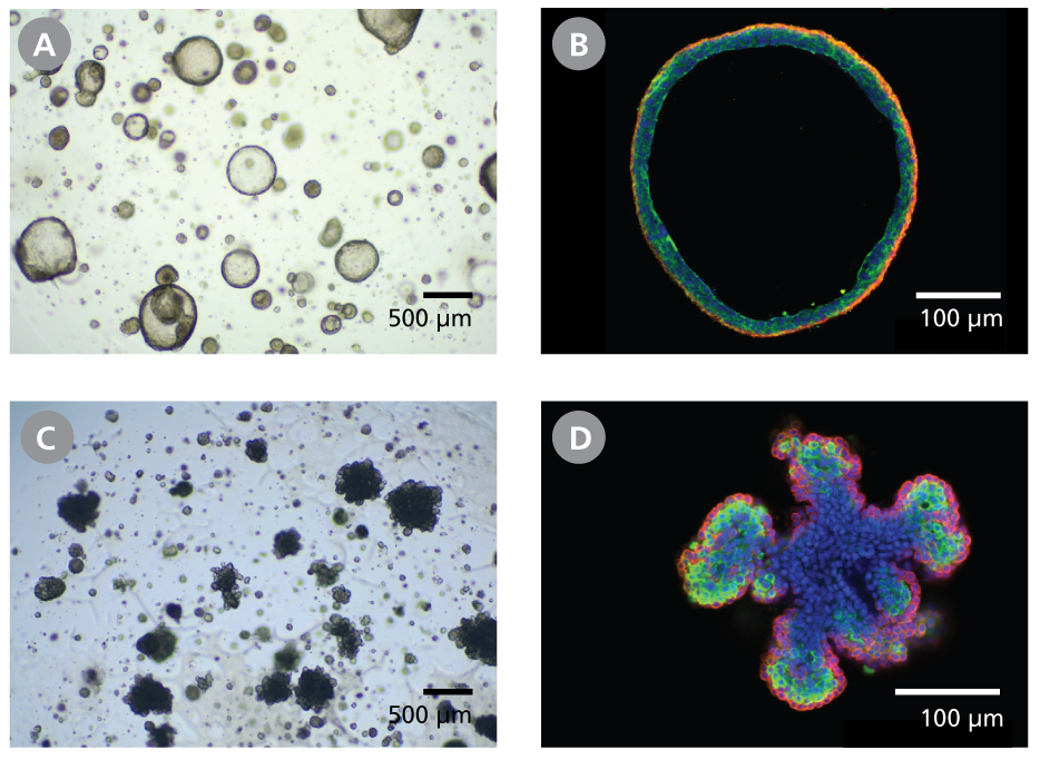 Epithelial Cells Expanded with EpiCult™ Plus can be Differentiated as Organoids