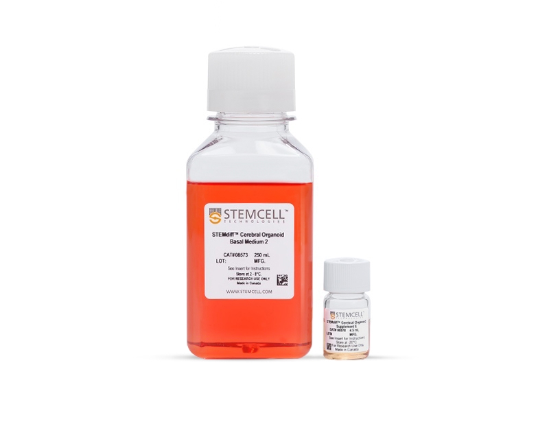 STEMdiff™ Cerebral Organoid Kit