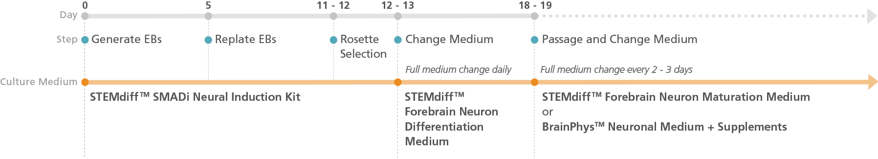 Experimental Protocol Schematic for STEMdiff™ Forebrain Neuron Differentiation and Maturation Kits (Embryoid Body Protocol)