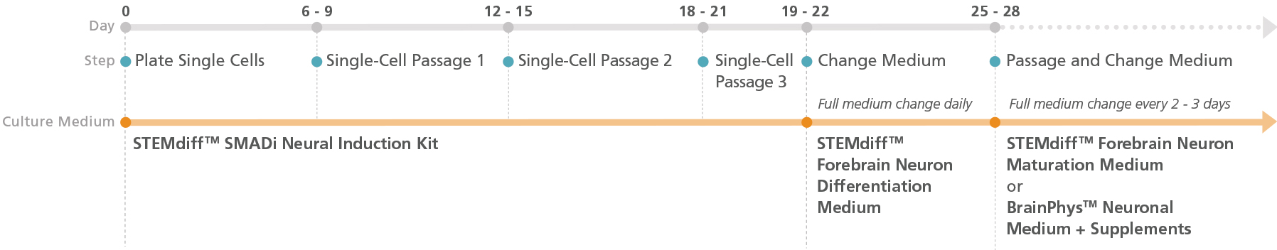 Experimental Protocol Schematic for STEMdiff™ Forebrain Neuron Differentiation and Maturation Kits (Embryoid Body Protocol)