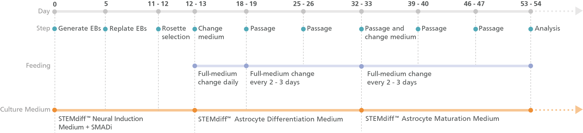 Experimental Protocol Schematic for STEMdiff™ Forebrain Neuron Differentiation and Maturation Kits (Embryoid Body Protocol)