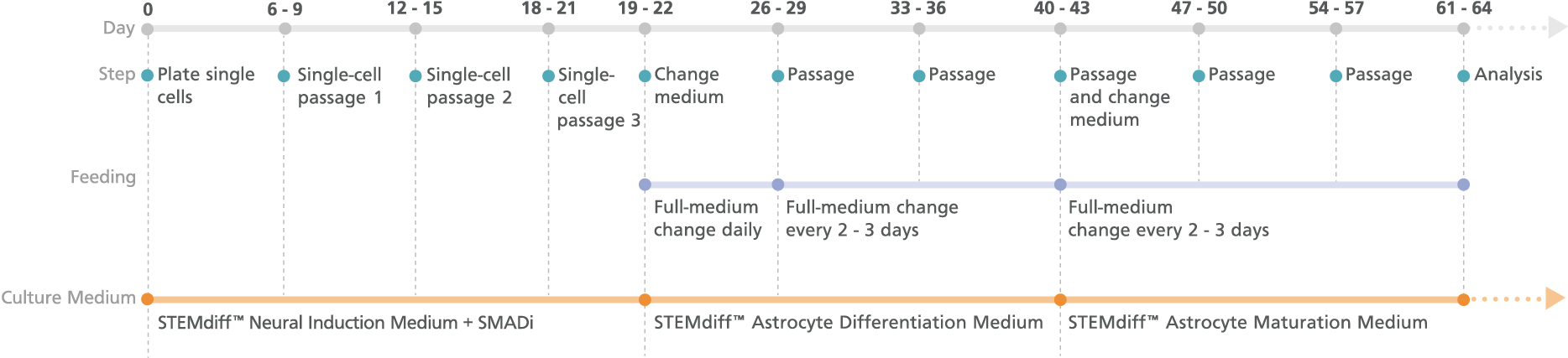 Experimental Protocol Schematic for STEMdiff™ Forebrain Neuron Differentiation and Maturation Kits (Monolayer Protocol)