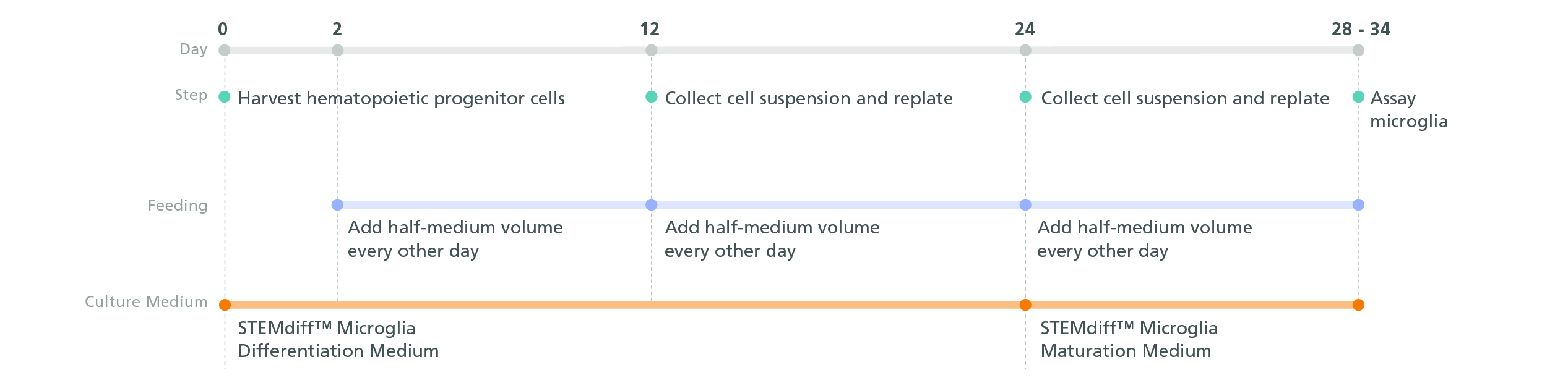 Experimental protocol schematic for generating microglial precursors from hPSC-derived hematopoietic progenitor cells.