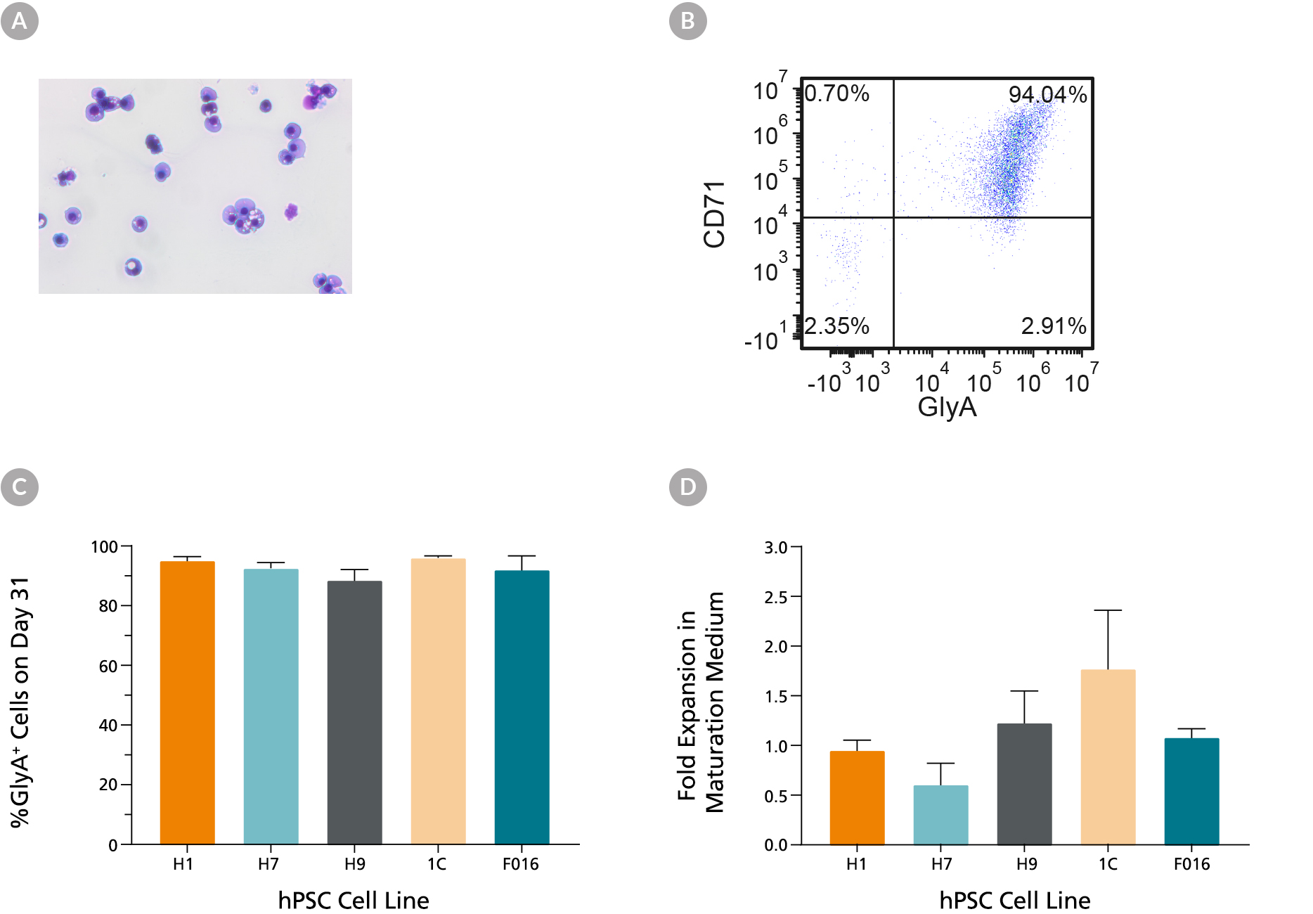 Figures showing erythroid cells generated using STEMdiff™ Erythroid Kit can be further matured into normoblasts