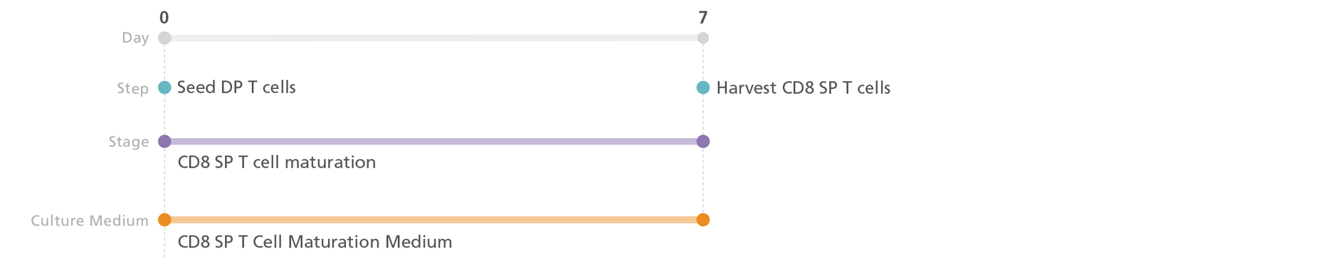 Differentiate CD4CD8 Double-Positive T Cells into Mature CD8 Single-Positive T Cells