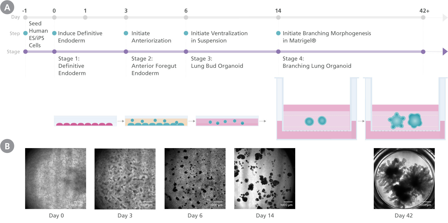 Schematic showing the different stages in the STEMdiff™ Branching Lung Organoid Kit protocol and the representative morpholgy at each stage.