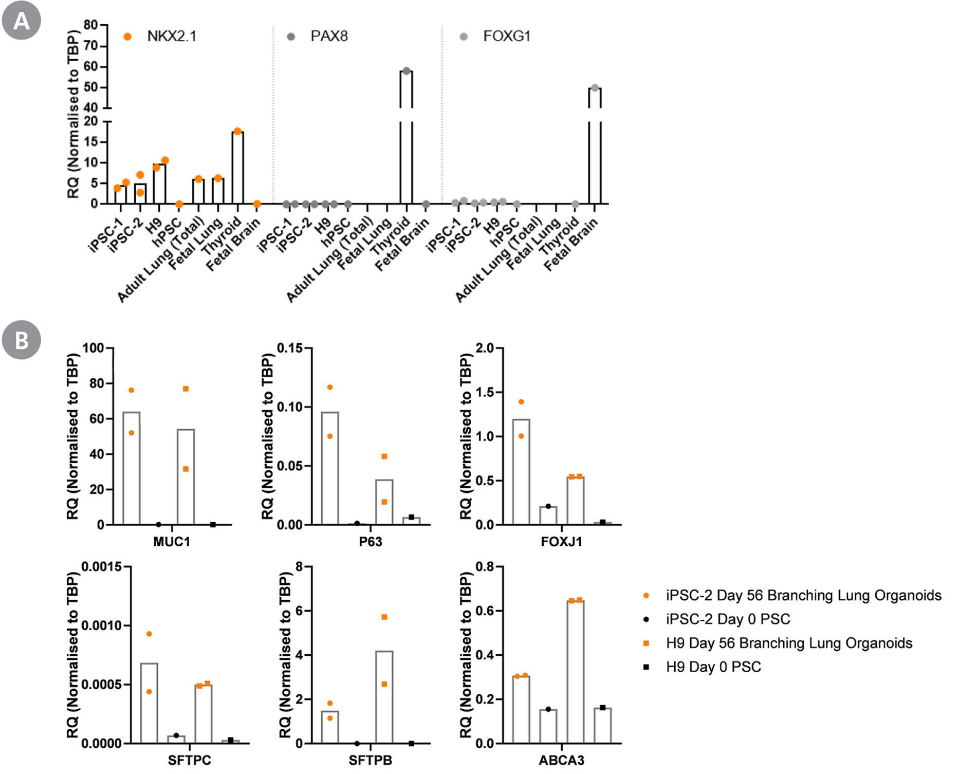 Gene expression data of branching lung organoids of key lung markers like NKX2.1, MUC1, P63, FOXJ1, SFTB, SFTC, and ABCA3 and the absence of off-target markers like PAX8 and FOXG1.