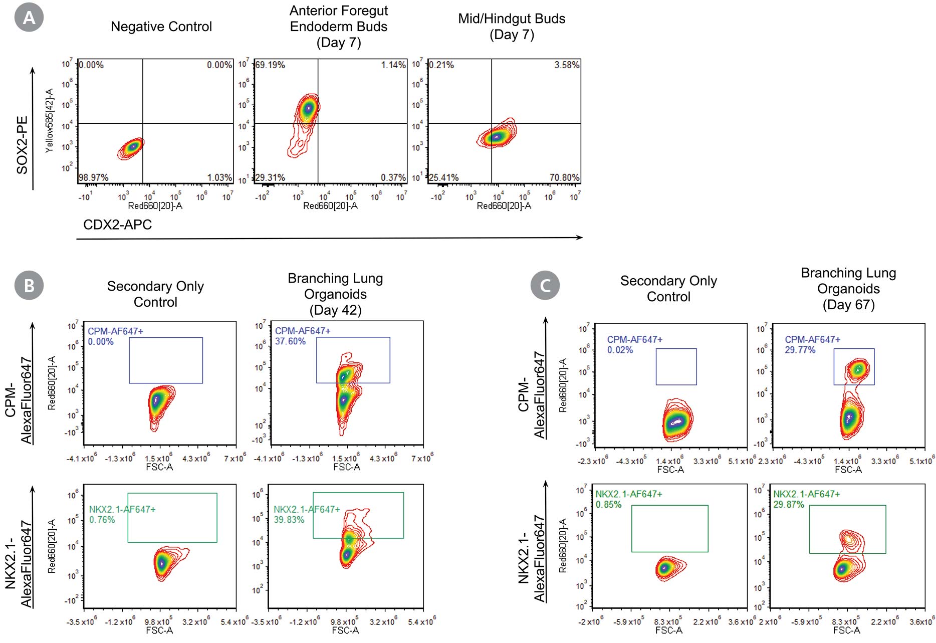 Flow cytometry data at the end of stage 2 demonstrating expression of SOX2 and absence of CDX2 in AFE buds and brnaching lung organoids cultured beyond stage 4 demonstrating the expression of CPM and NKX2.1.