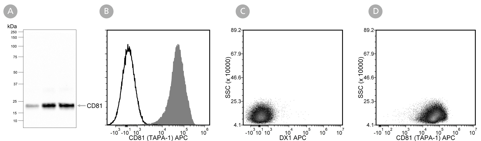 Data showing western blot analysis of extracellular vesicles isolated from mesenchymal stromal cell-conditioned medium with Anti-Human CD81 (TAPA-1) Antibody, Clone 5A6 and flow cytometry analysis of human peripheral blood mononuclear cells labeled with Anti-Human CD81 (TAPA-1) Antibody, Clone 5A6.