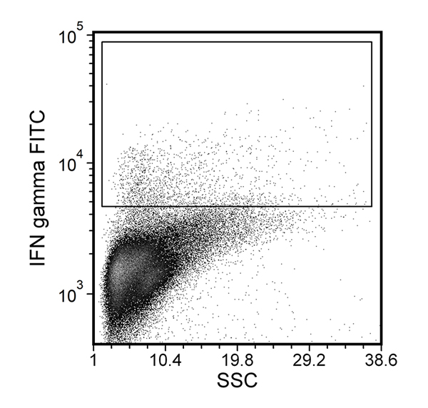 Figure showing flow cytometry analysis of anti-mouse IFN-gamma antibody, Clone XMG1.2, FITC.