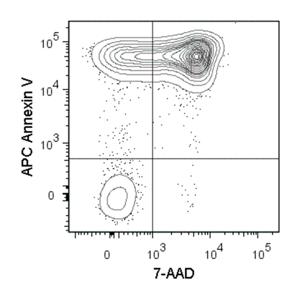 Figure showing flow cytometry analysis of C57BL/6 mouse thymocytes incubated at 37°C with 1 µM dexamethasone overnight. Cells were harvested and labeled with APC Annexin V and 7-AAD.