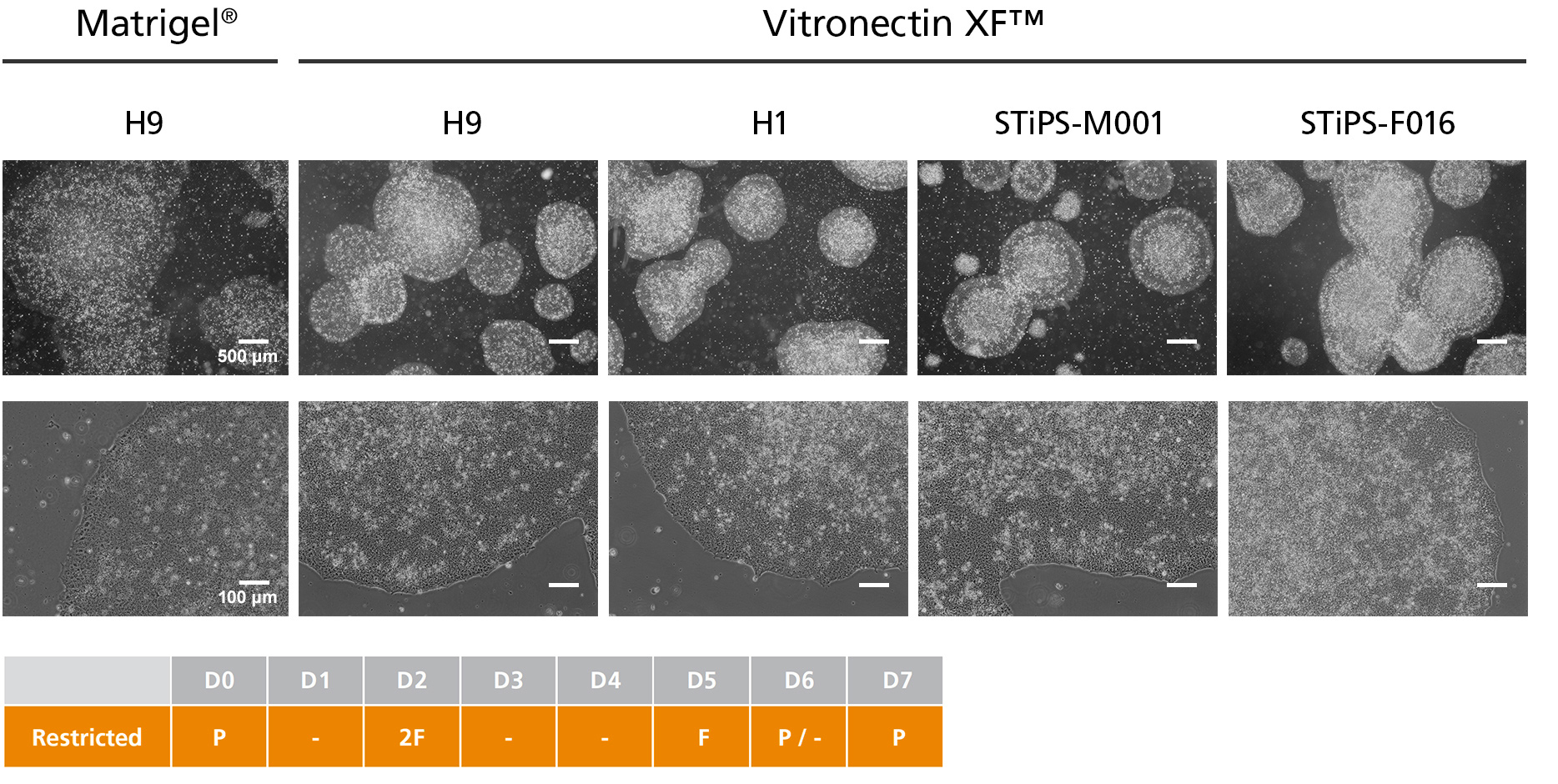 hPSCs Cultured in TeSR™-AOF with Restricted Feeding Maintain Demonstrate Classic hPSC Colony Morphology