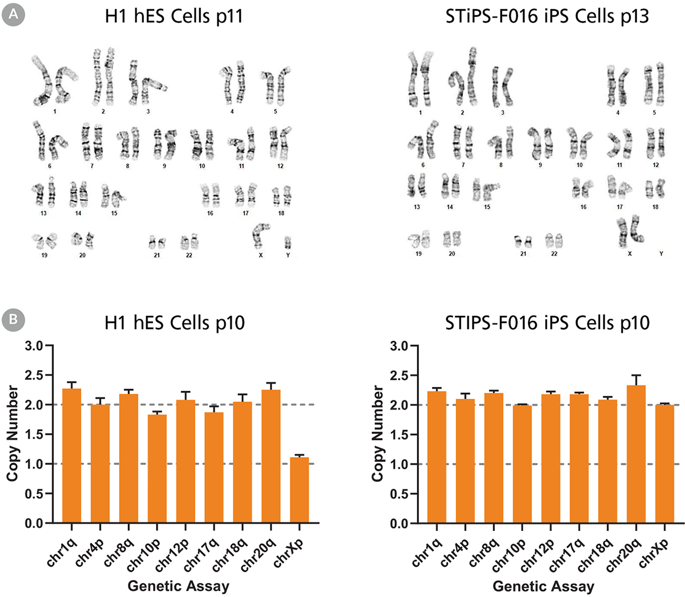 hPSCs Cultured in TeSR™-AOF with Restricted Feeding Maintain a Normal Karyotype