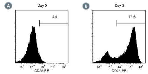 Activation of Human T Cells stimulated With ImmunoCult™ Human CD3/CD28 T Cell Activator