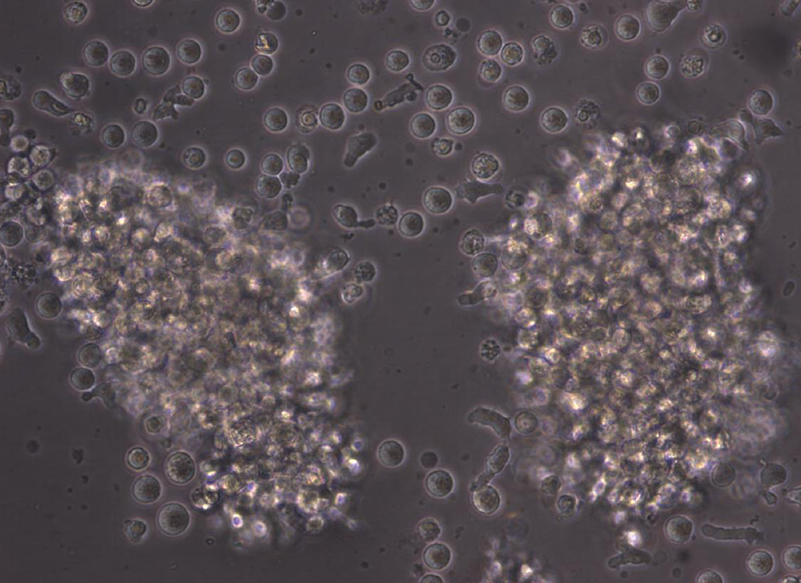 Microscopy image of human B cells expanded in vitro without the use of serum, feeder cells, or specialized culture plates