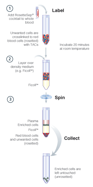 RosetteSep™ Procedure