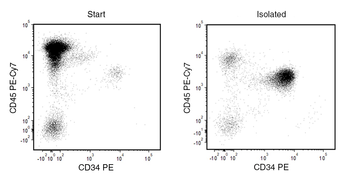 The content of CD34+ cells before and after the cell isolation procedure are 0.7% and 82.4%, respectively.