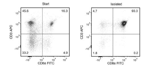 Typical EasySep™ Rat CD8+ T Cell Isolation Kit Profile