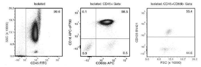 Isolated granulocytes obtained using EasySep™ Direct Human Pan-Granulocyte Isolation Kit