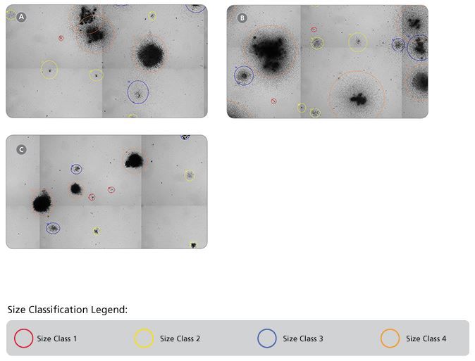 Representative STEMvision™ Images Showing Colonies Derived from Mouse BM Progenitors After 12 Days of Culture in MethoCult™ GF M3434, MethoCult™ GF M3534 or MethoCult™ SF M3436 Media