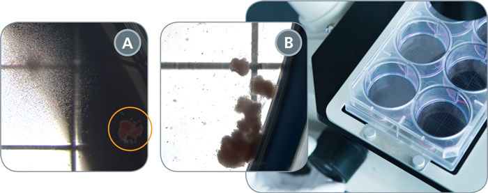 CFU assays performed in standard and SmartDish™ 6-well plates<br>Manual Counting of Hematopoietic CFU Assays