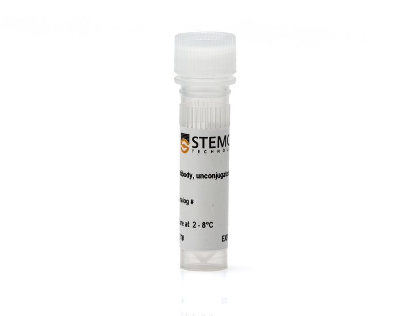 Anti-Rat Nestin Antibody, Clone Rat401