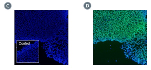 Neurospheres derived from human fetal CNS tissue can be efficiently generated for multiple passages in NeuroCult™-ACF Proliferation Medium