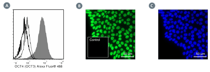 Data for Alexa Fluor® 488-Conjugated