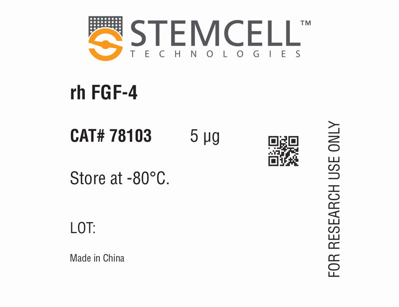 Human Recombinant FGF-4