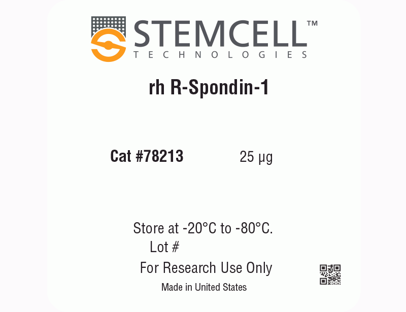 Human Recombinant R-Spondin-1