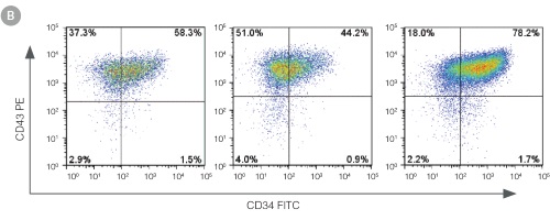 Efficient and Robust Generation of CD34+CD45+/CD43+ HPCs