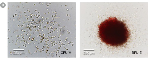 hPSC-Derived HPCs Produce Colonies of Multiple Lineages