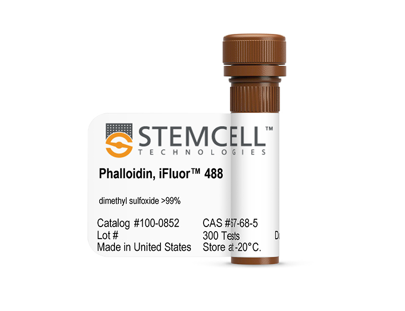 Phalloidin iFluor™ Conjugates