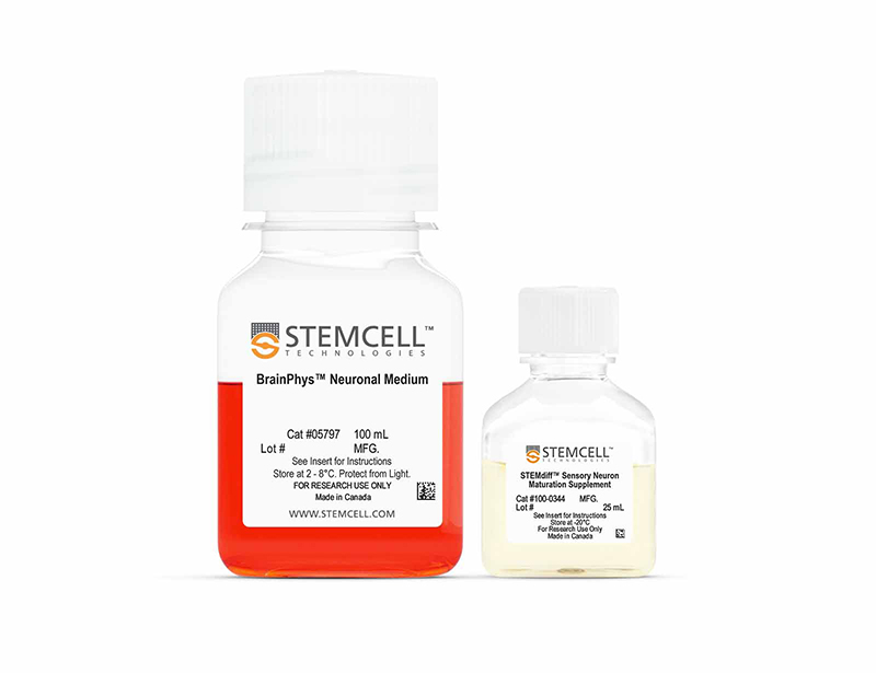 STEMdiff™ Sensory Neuron Maturation Kit